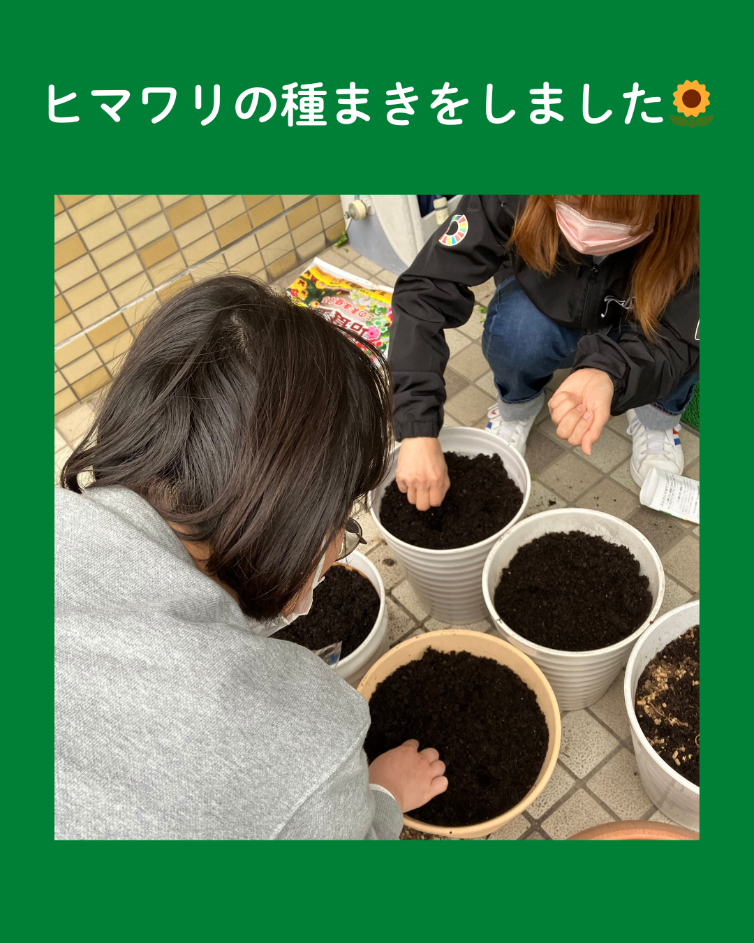 ヒマワリの種まきをしました🌻