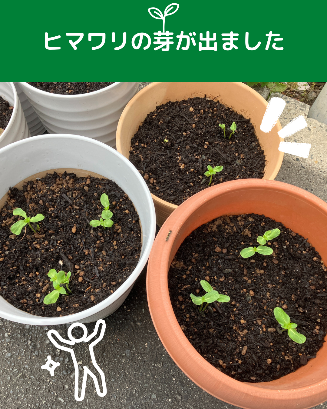 ヒマワリの芽が出ました🌱