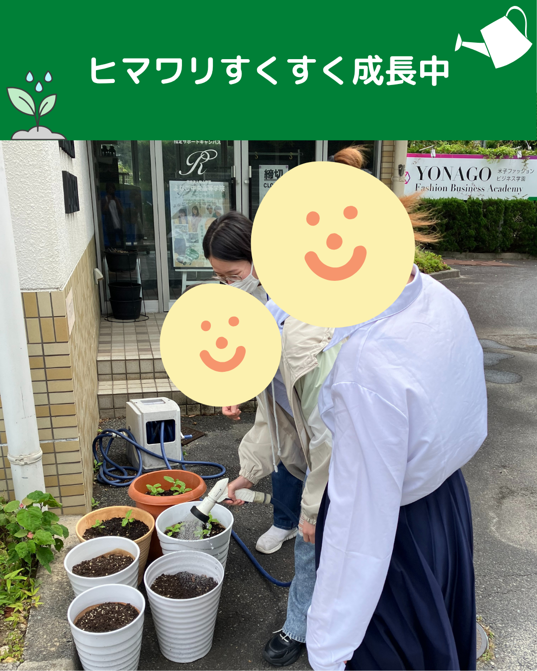 ヒマワリがすくすく成長中です🌱