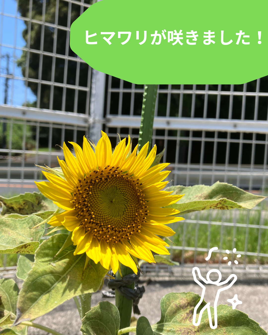 ヒマワリが咲きました！